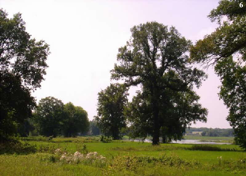Elbaue bei Dessau Elbaue bei Dessau