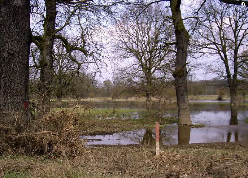 Mulde bei Dessau Mulde bei Dessau